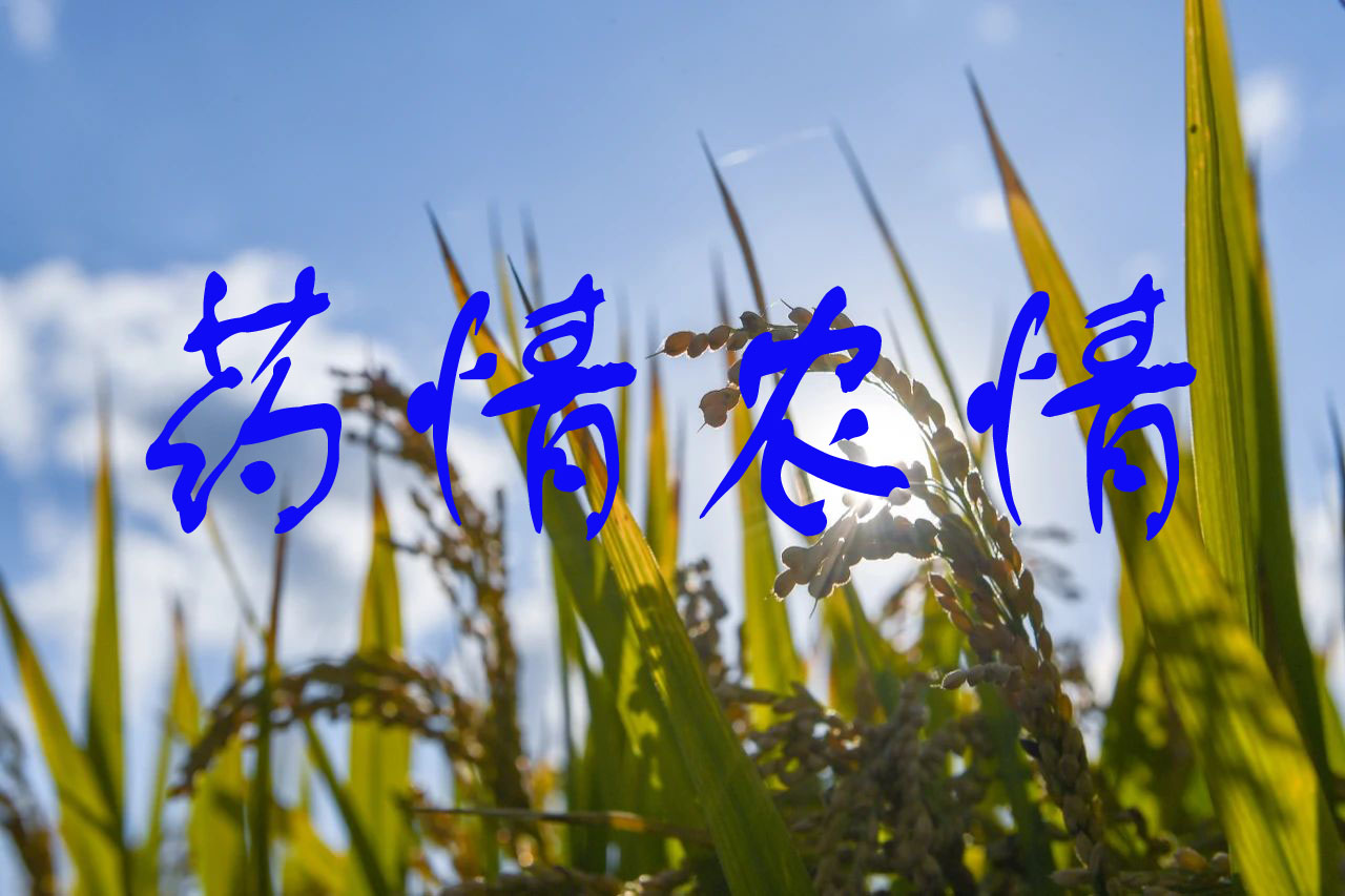 氯蟲苯甲（jiǎ）酰胺原藥供應偏緊，百（bǎi）餘種農（nóng）藥行情最（zuì）新發布