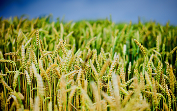 Announcement on Pesticide Label and Instruction for Use Requirement